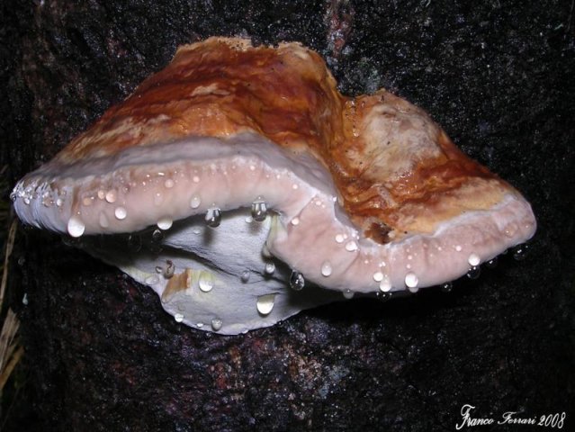 polyporus officinalis